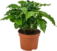 Kaffeepflanze Coffea arabica