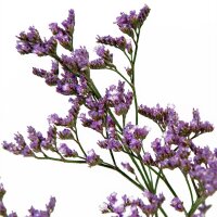 Limonium Safora Lilac